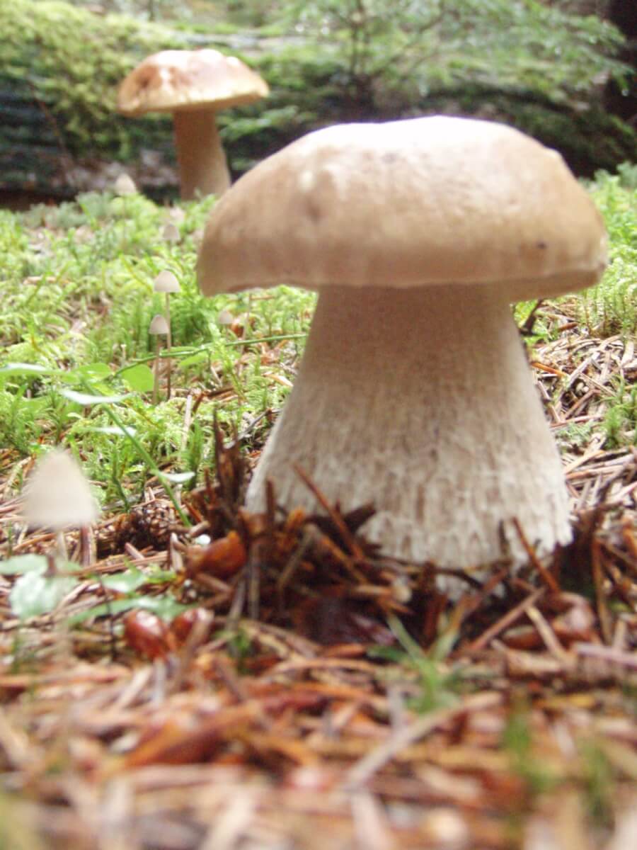 Porcini_Mushrooms_1080x.jpg?v\u003d1613609203