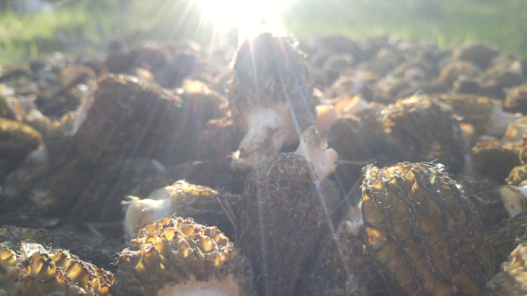 Morel Mushrooms – Untamed Feast Inc.