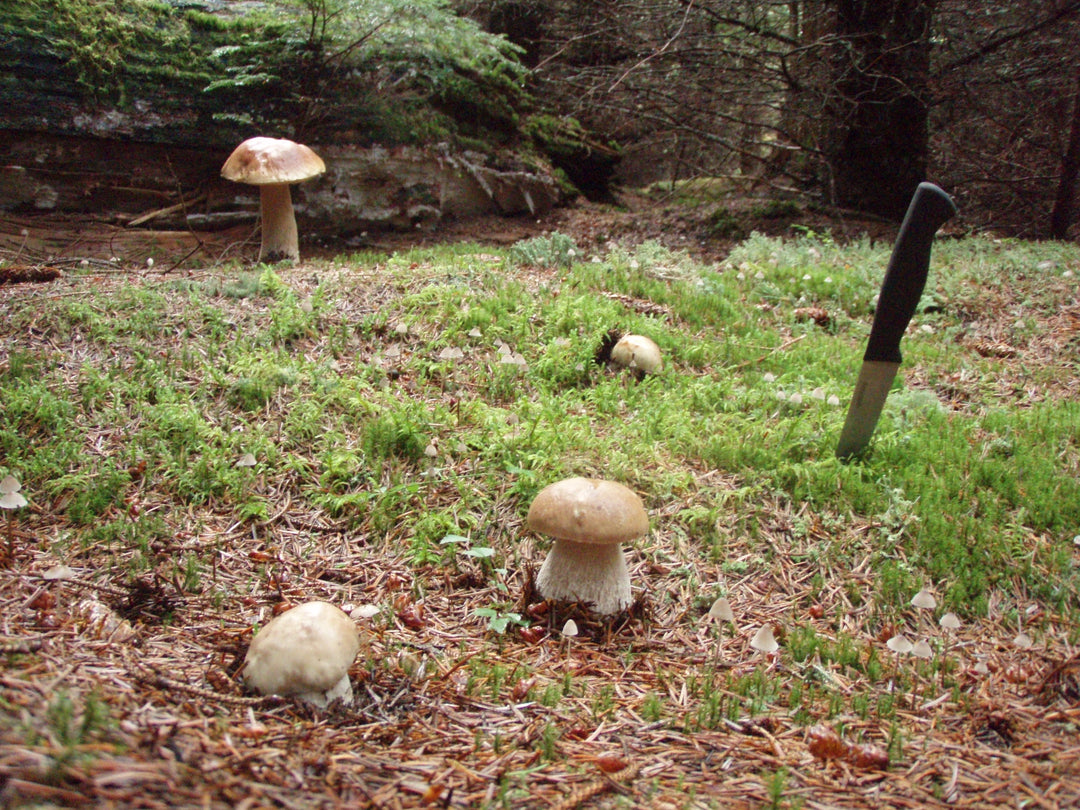 Forest Blend Mushrooms – Untamed Feast Inc.