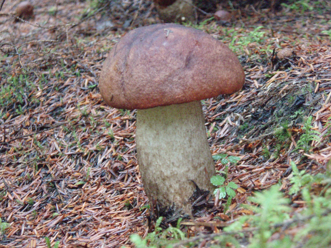 Forest Blend Mushrooms – Untamed Feast Inc.