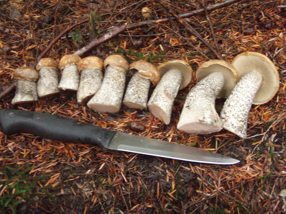 Forest Blend Mushrooms – Untamed Feast Inc.